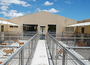 屋外ドッグラン