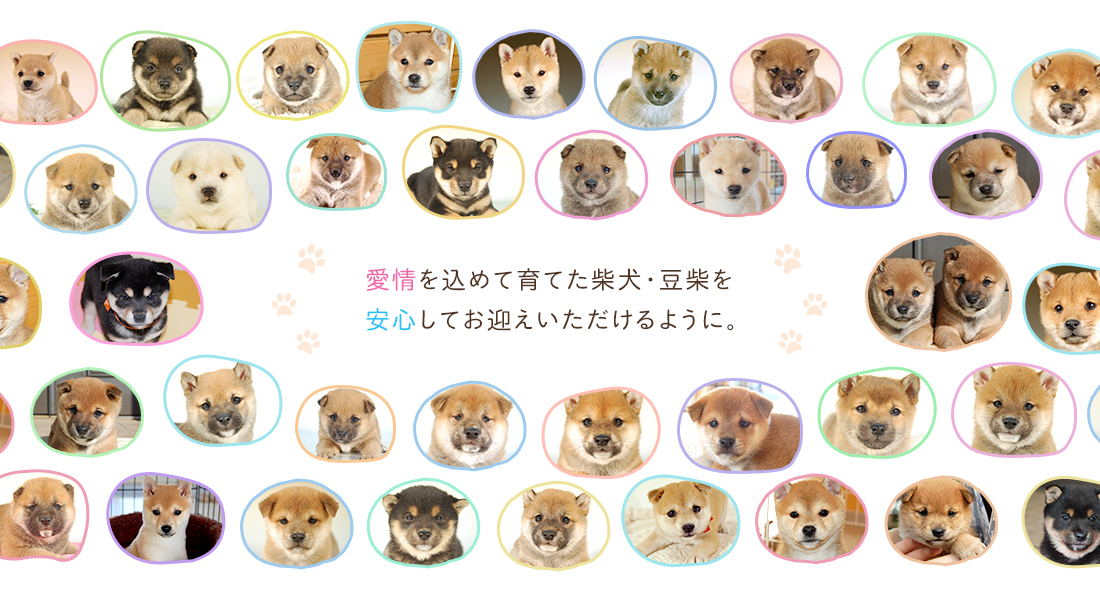 柴犬 桜山荘 | 千葉県の柴犬・豆柴ブリーディング