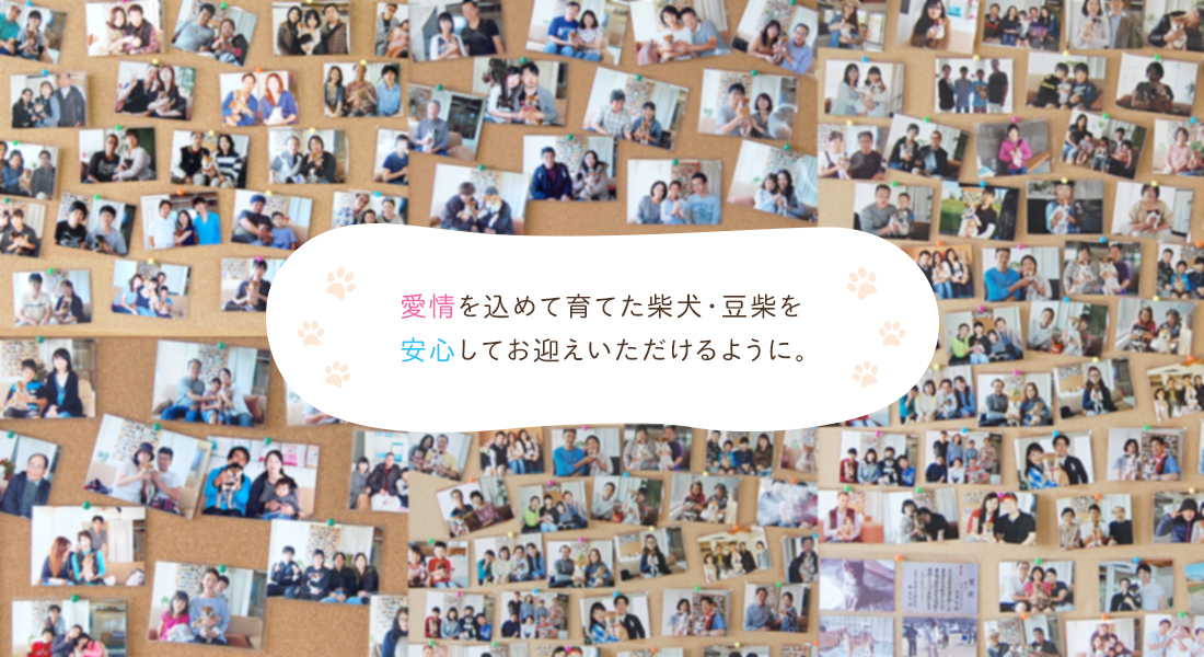 愛情を込めて育てた柴犬・豆柴を安心してお迎えいただけるように。