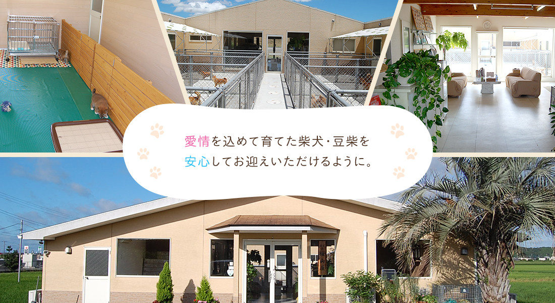 愛情を込めて育てた柴犬・豆柴を安心してお迎えいただけるように。