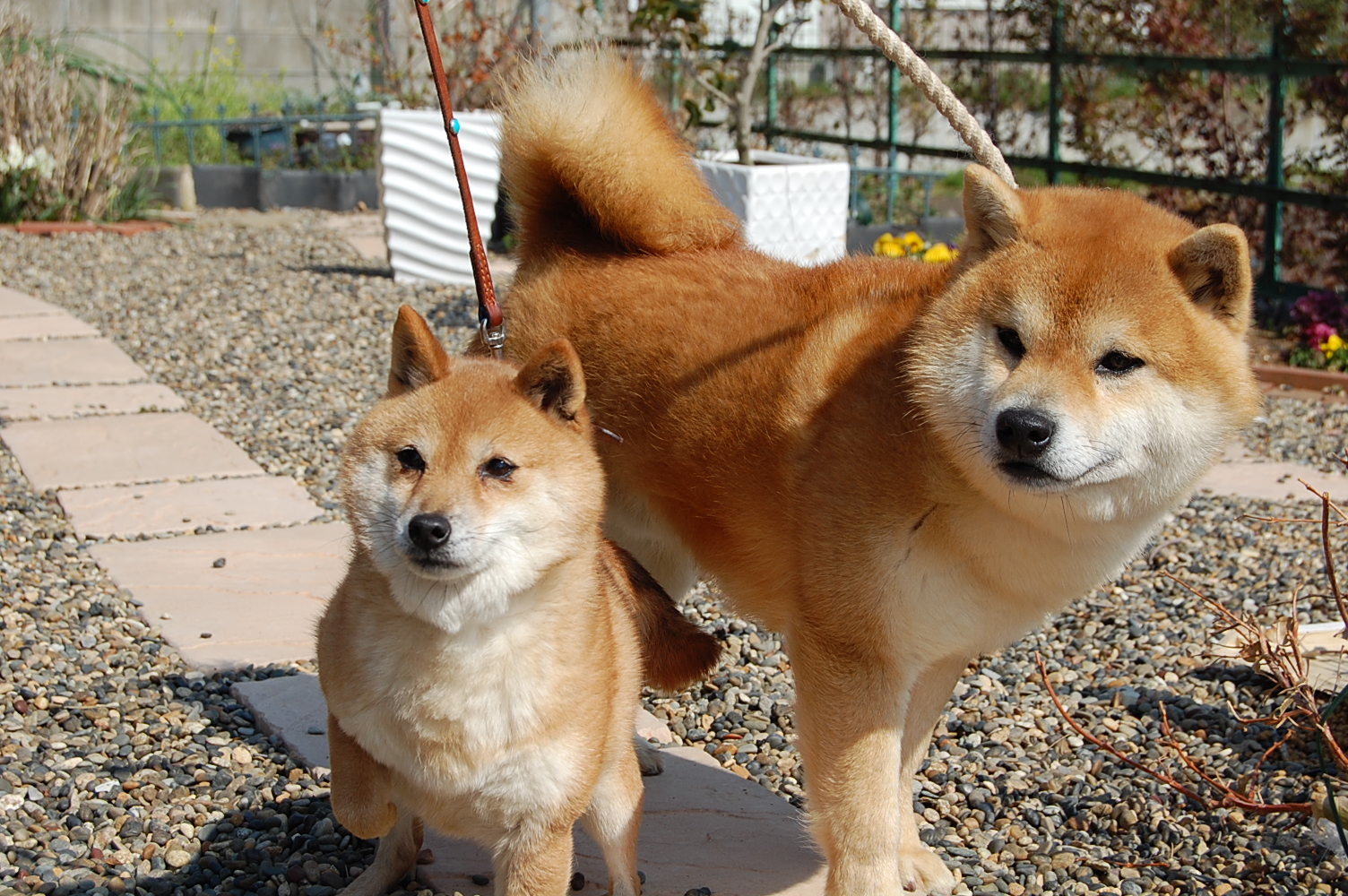 柴犬 桜山荘 | 千葉県の柴犬・豆柴ブリーディング 柴犬 桜山荘 | 千葉県の柴犬・豆柴ブリーディング